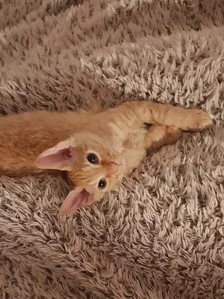 Sphynx donskoj brášek, bez PP.