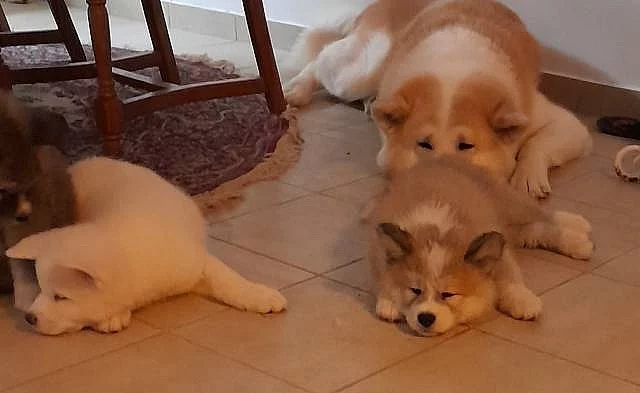 Prodám čistokrevná štěňata Akita Inu bez PP
