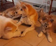 Prodám čistokrevná štěňata Akita Inu bez PP
