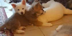 Prodám čistokrevná štěňata Akita Inu bez PP