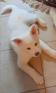 Prodám čistokrevná štěňata Akita Inu bez PP