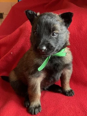 Belgický ovčák Tervueren s PP