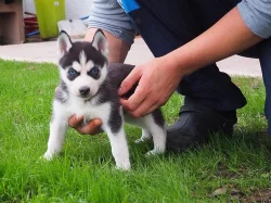 cukr sladký sibiřský husky