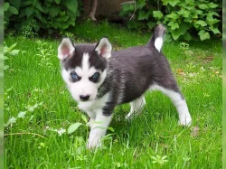 cukr sladký sibiřský husky