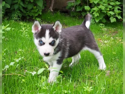 cukr sladký sibiřský husky