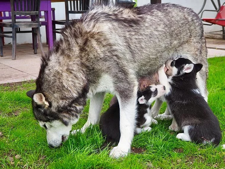 cukr sladký sibiřský husky