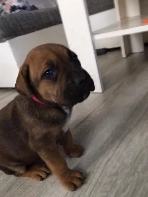 Nabízíme Cane Corso