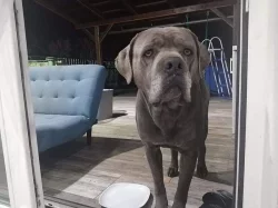 Nabízíme Cane Corso