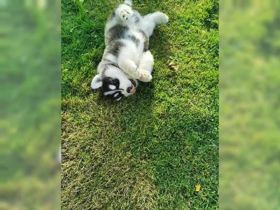 SIBIŘSKÝ HUSKY štěňata