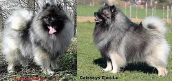 Německý špic vlčí / keeshond prodám štěňata s PP