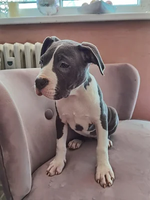 American Bully XXL