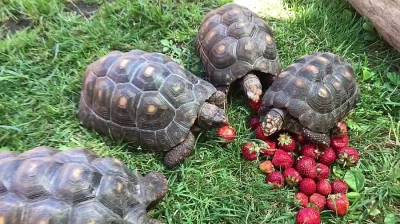 Želva uhlířská - chelonoidis carbonaria