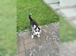 Kupte si štěňata sibiřského huskyho