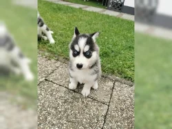Kupte si štěňata sibiřského huskyho