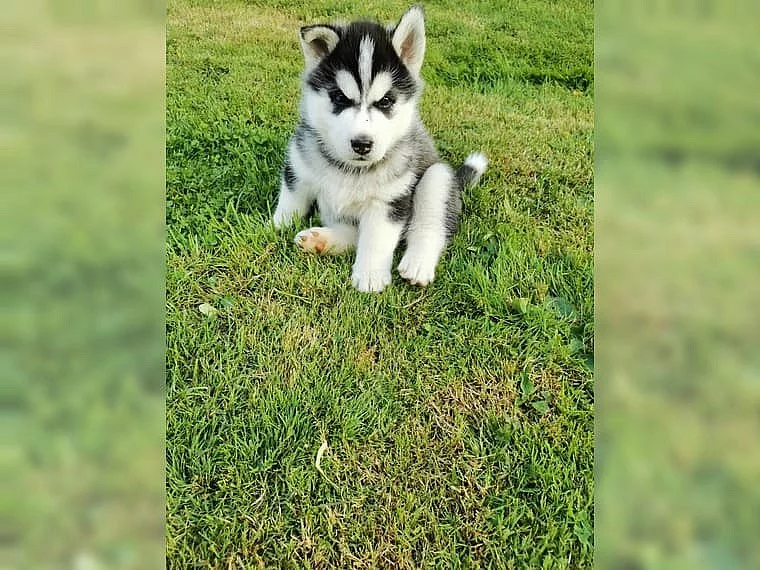 Kupte si štěňata sibiřského huskyho