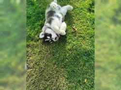 Kupte si štěňata sibiřského huskyho