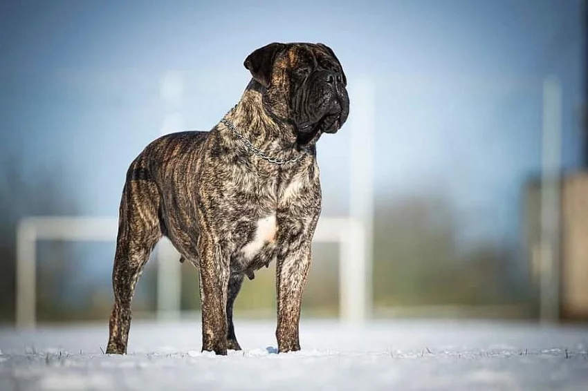 Bulmastif bullmastif bullmastiff