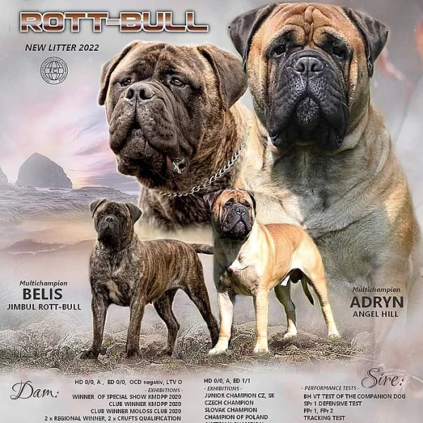 Bulmastif  bullmastif  bullmastiff