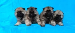 Německý špic vlčí / keeshond prodám štěňata s PP