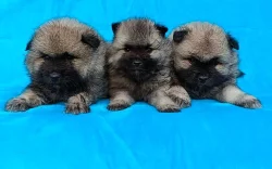 Německý špic vlčí / keeshond prodám štěňata s PP