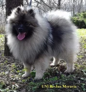 Německý špic vlčí / keeshond prodám štěňata s PP