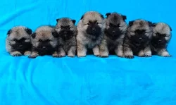 Německý špic vlčí / keeshond prodám štěňata s PP