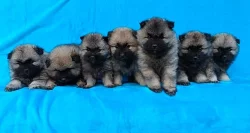 Německý špic vlčí / keeshond prodám štěňata s PP
