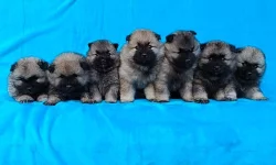 Německý špic vlčí / keeshond prodám štěňata s PP