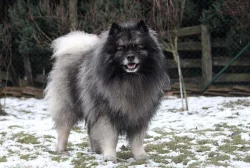 Německý špic vlčí / keeshond prodám štěňata s PP