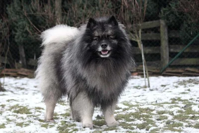 Německý špic vlčí / keeshond prodám štěňata  s PP