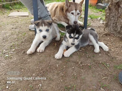 Sibiřský husky štěňata na prodej