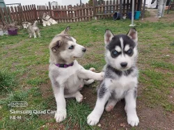 Sibiřský husky štěňata na prodej