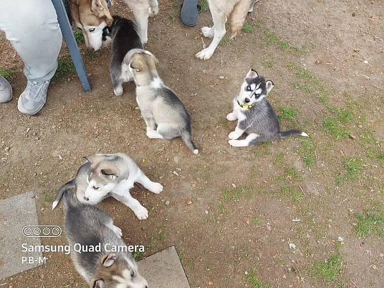 Sibiřský husky štěňata na prodej