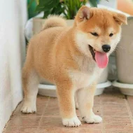 fantastická štěňátka Shiba-inu připravená do nových domovů