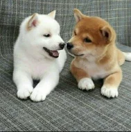 fantastická štěňátka Shiba-inu připravená do nových domovů