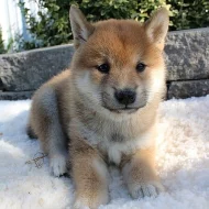 fantastická štěňátka Shiba-inu připravená do nových domovů