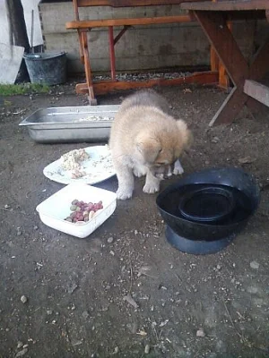 Akita-Inu