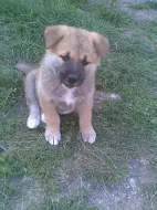 Akita-Inu