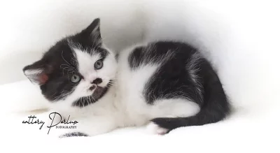 Britská kočička k rezervaci