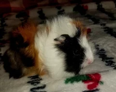 Morče - mlâďátka