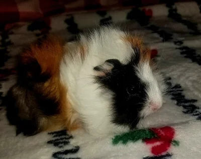 Morče - mlâďátka
