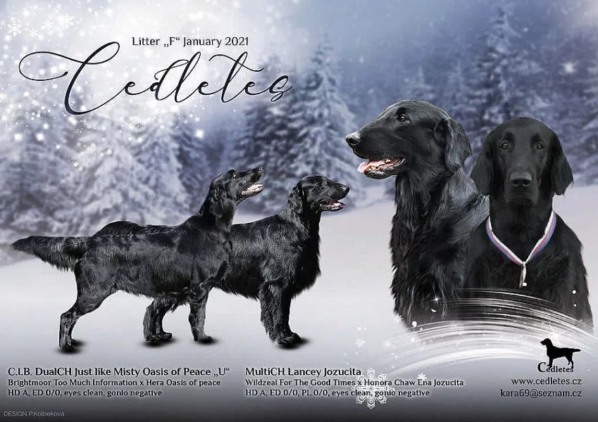 Flat coated retriever s PP - štěňata na prodej