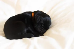 Flat coated retriever s PP - štěňata na prodej