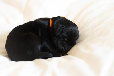 Flat coated retriever s PP - štěňata na prodej