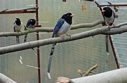 Kráska červenozobá prodám odchov 2021 krásek červenozobých