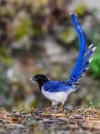 Kráska červenozobá prodám odchov 2021 krásek červenozobých