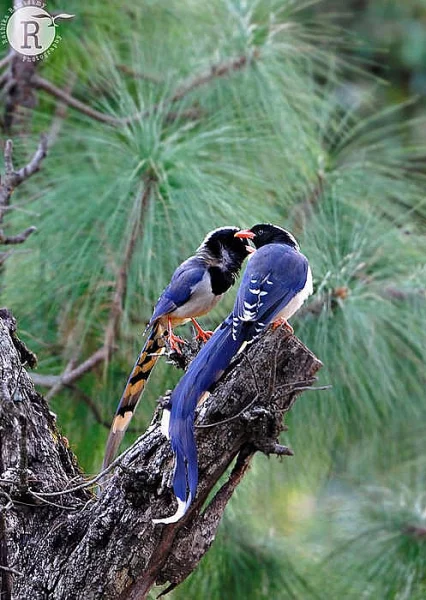 Kráska červenozobá prodám odchov 2021 krásek červenozobých