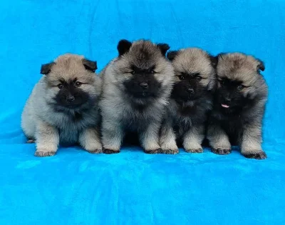 Německý špic vlčí/ keeshond prodám štěňata s PP