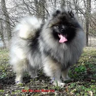 Německý špic vlčí/ keeshond prodám štěňata s PP