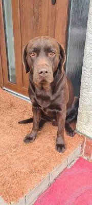 šteňatá  čoko Labrador